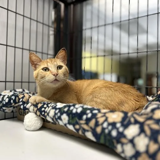 An adult medium-sized female Orange / Red Domestic Short Hair cat named Summer Solstice for adoption in Davenport, IA