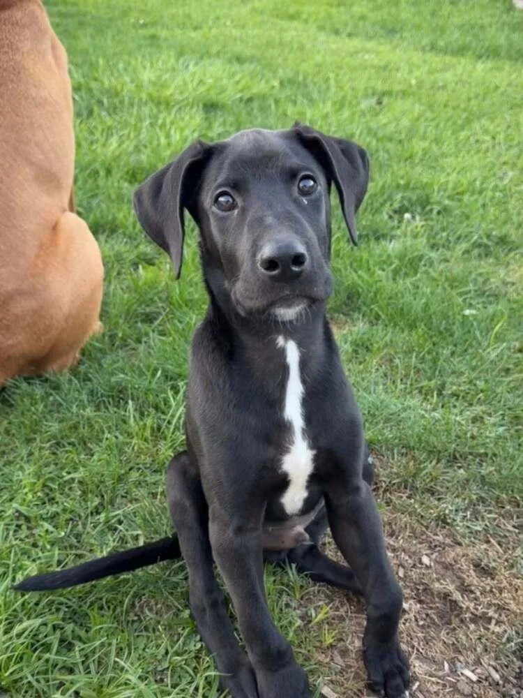 A baby large-sized male Labrador Retriever dog named Weston for adoption in Frankfort, NY