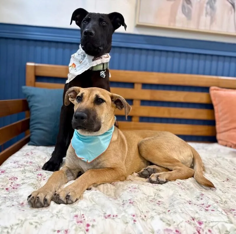 A baby medium-sized female Yellow / Tan / Blond / Fawn Labrador Retriever dog named June Bandera for adoption in Friendswood, TX