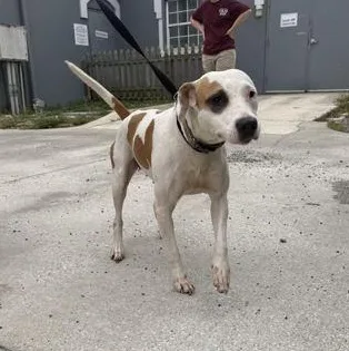 A young medium-sized female White / Cream Mixed Breed dog named Lilly for adoption in Fernandina Beach, FL