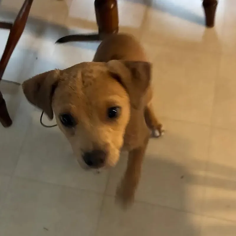 A baby small-sized female Mixed Breed dog named Summer for adoption in Danville, VT