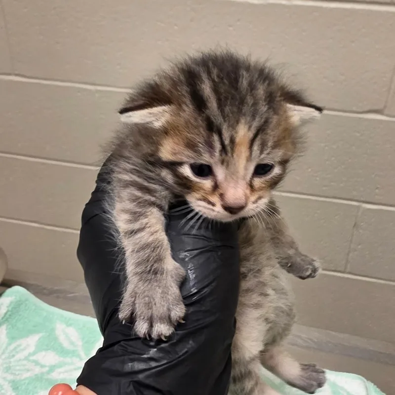 A baby small-sized female Brown / Chocolate Domestic Short Hair cat named Zoe for adoption in Bristol, IN