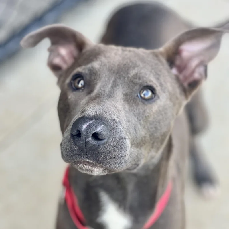 A young medium-sized male Gray / Blue / Silver Pit Bull Terrier dog named Turtle for adoption in Monroe, OH