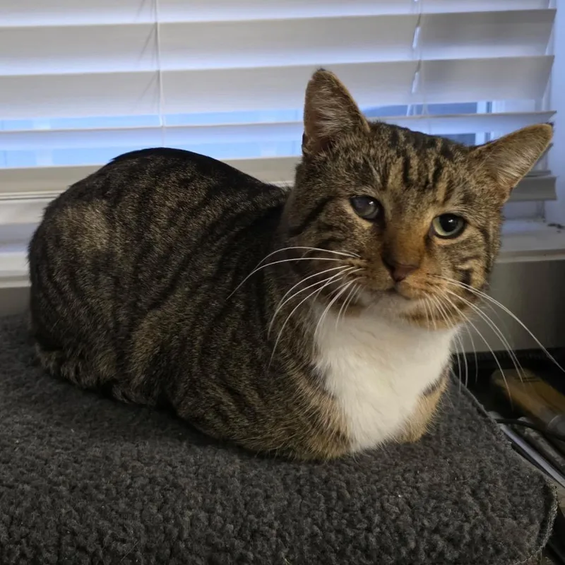 Mr. Socks