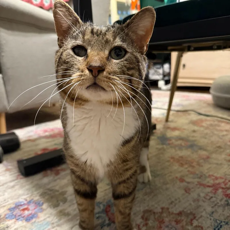 Mr. Socks thumbnail 2