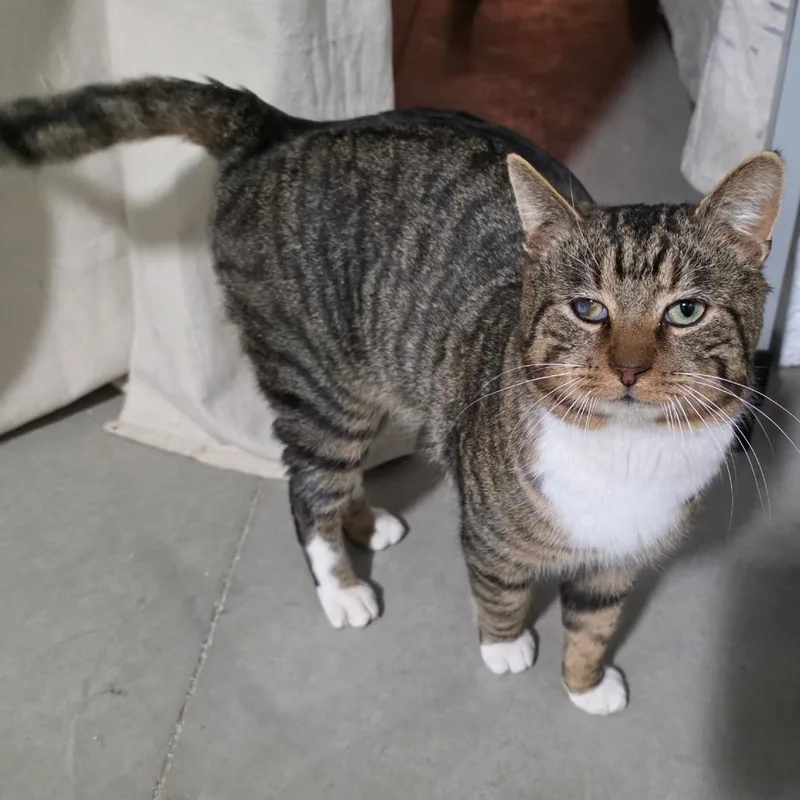 Mr. Socks thumbnail 3