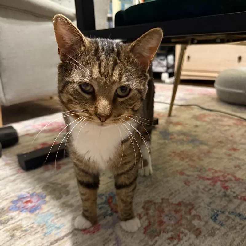 Mr. Socks thumbnail 4