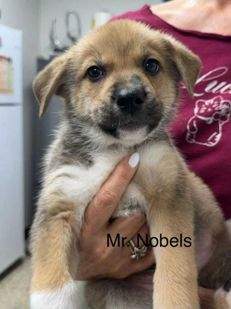 Mr. Nobbles