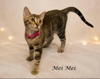 A baby small-sized female Tabby (Brown / Chocolate) Domestic Short Hair cat named Mei Mei for adoption in Liverpool, TX
