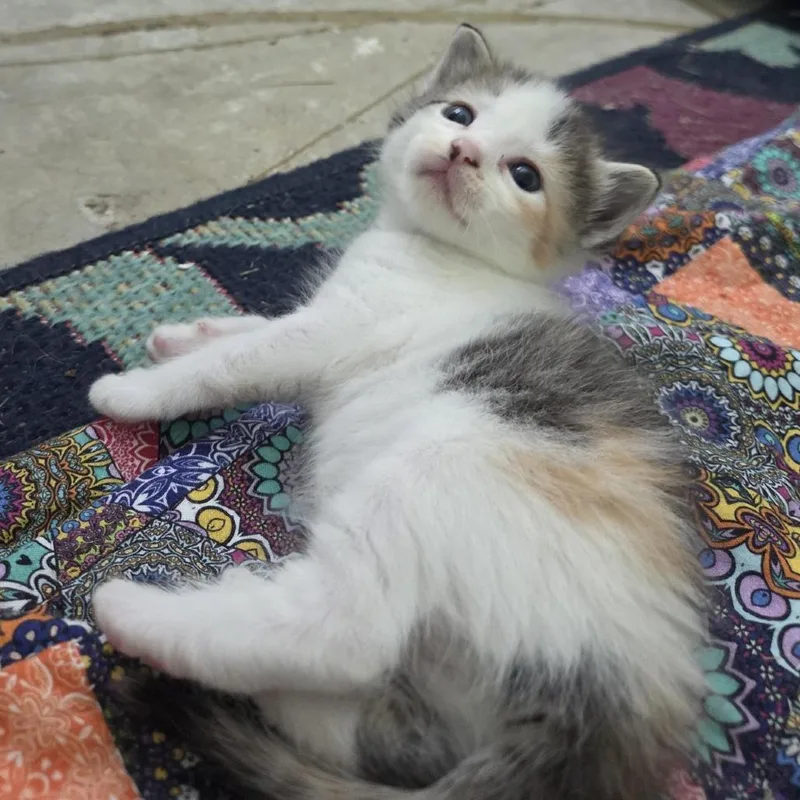 A baby small-sized female Calico Domestic Short Hair cat named Elsbeth for adoption in Columbia, MO