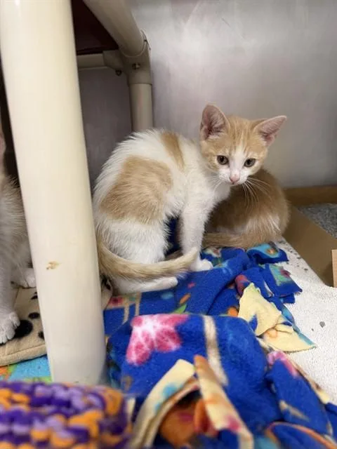A baby small-sized female Domestic Short Hair cat named Weddell Seal for adoption in Omaha, NE