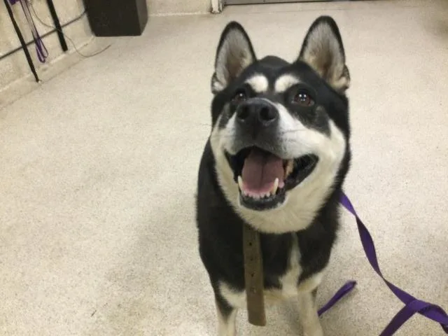An adult medium-sized female Siberian Husky dog named Daisy for adoption in Riverside, CA