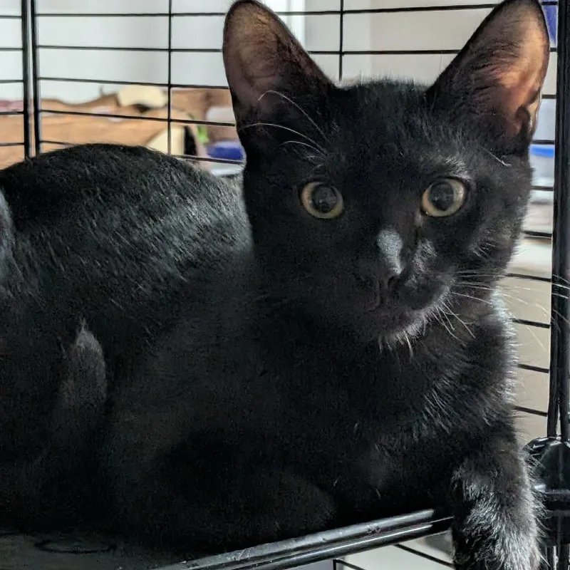 A young medium-sized male Black Domestic Short Hair cat named Clyde Myers for adoption in Eagle Mountain, UT