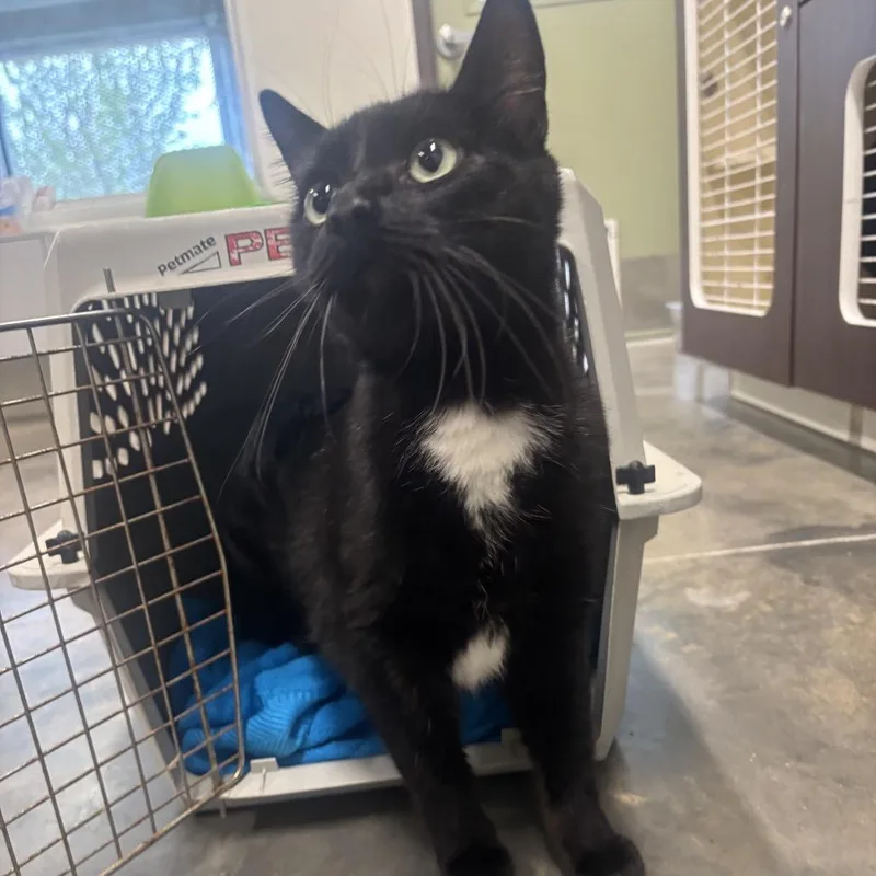 An adult small-sized male Black Domestic Short Hair cat named Ronny for adoption in Garfield, AR