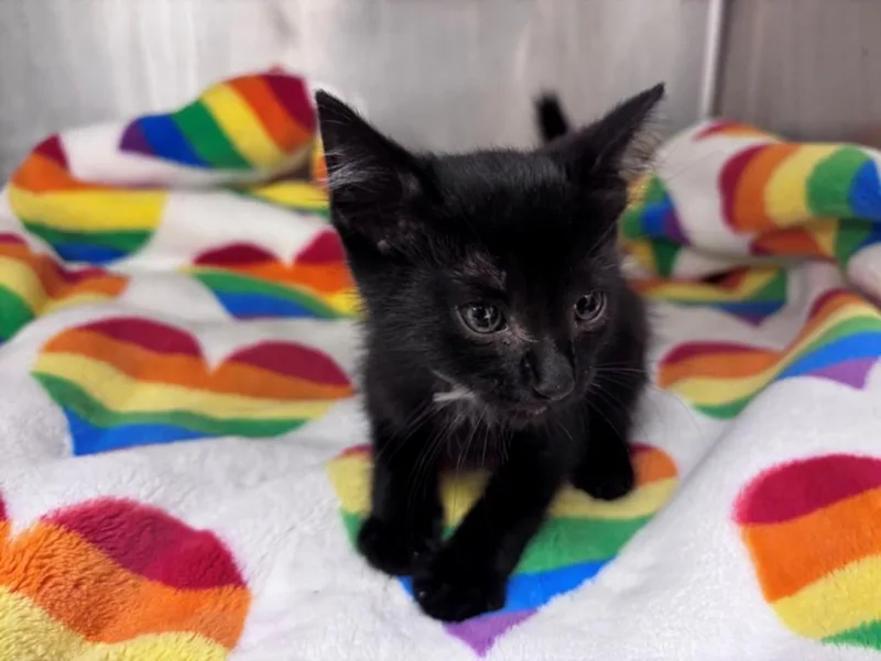 A baby small-sized male Domestic Short Hair cat named James for adoption in Houston, TX