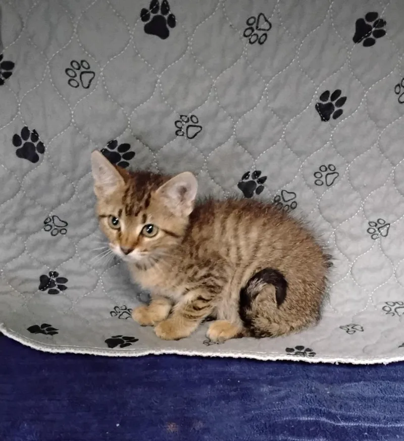 A baby medium-sized male Domestic Short Hair cat named T.o.p. for adoption in Ada, OK
