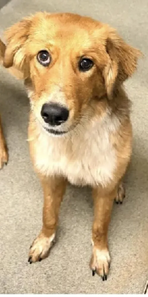 A young medium-sized female Golden Retriever dog named Peaches for adoption in Albuquerque, NM