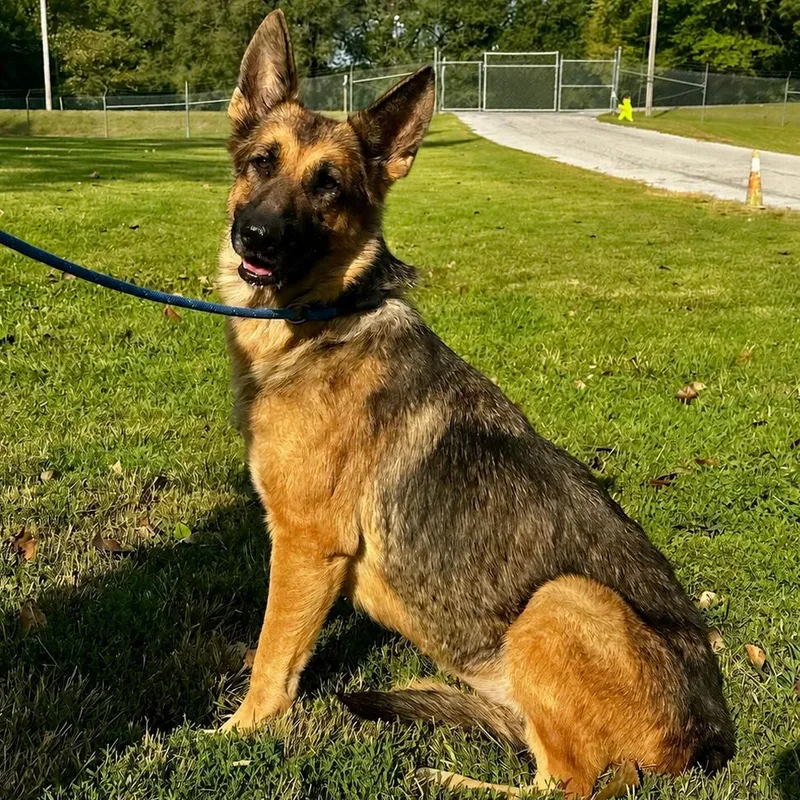 A senior medium-sized female German Shepherd Dog dog named Maggie for adoption in Warrensburg, MO