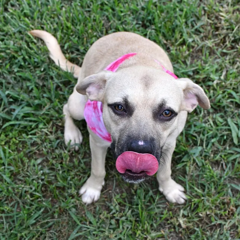 A young medium-sized female Brown / Chocolate Black Mouth Cur dog named Celeste for adoption in Beaumont, TX
