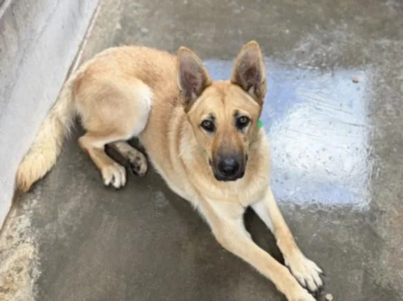 A young large-sized female German Shepherd Dog dog named Sheba for adoption in San Pedro, CA