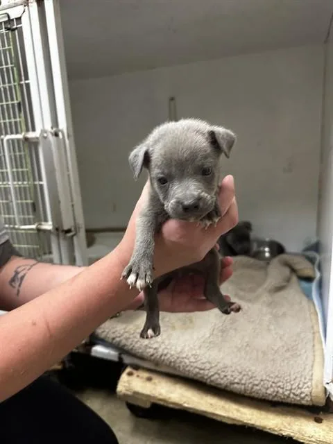 A baby medium-sized male Gray / Blue / Silver Pit Bull Terrier dog named Wash Cloth for adoption in Mansfield, OH