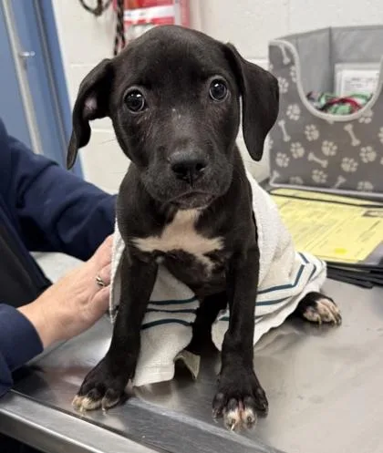 A baby small-sized female Black Pit Bull Terrier dog named Piper for adoption in Kansas City, MO
