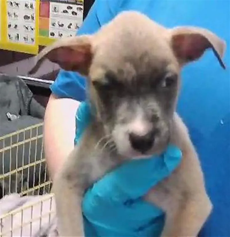 A baby small-sized female Pit Bull Terrier dog named Laney for adoption in Tulsa, OK