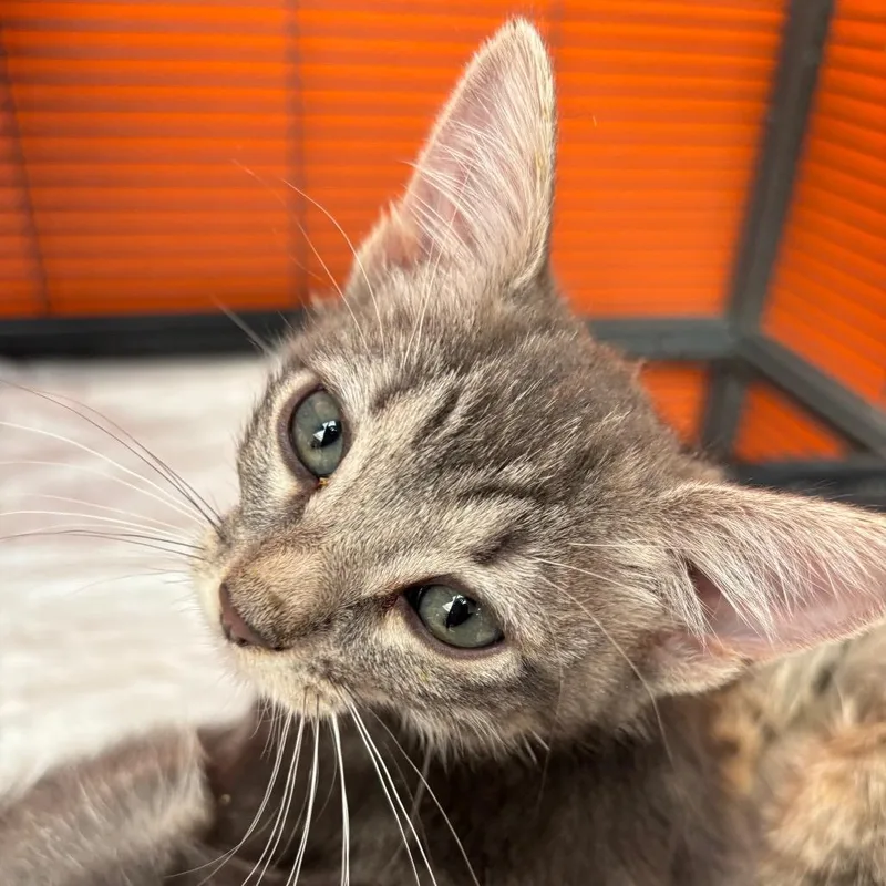 A baby small-sized female Gray / Blue / Silver Domestic Short Hair cat named Carabiner for adoption in Westminster, CA