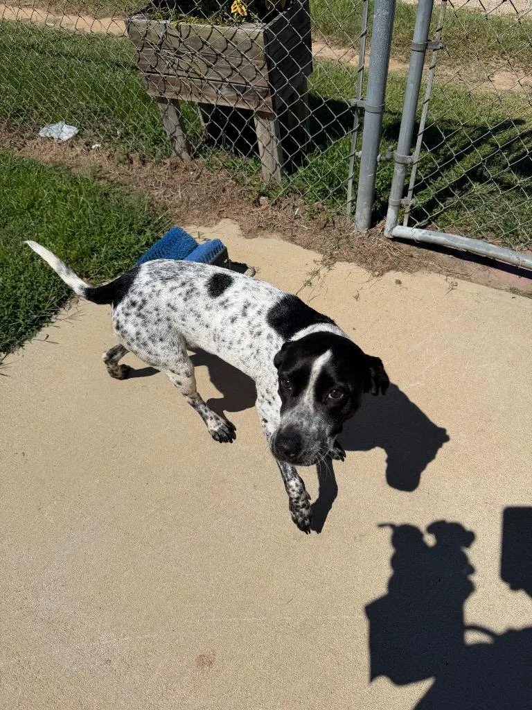 A young large-sized female Mixed Breed dog named Dixie for adoption in Metter, GA