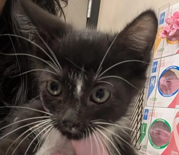 A baby small-sized female Domestic Short Hair cat named Sue Ellen for adoption in El Cajon, CA