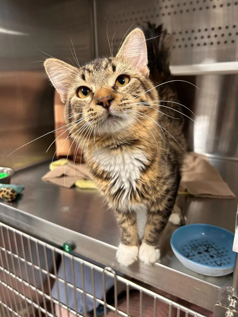 A young medium-sized male Domestic Medium Hair cat named Rango for adoption in Minot, ND