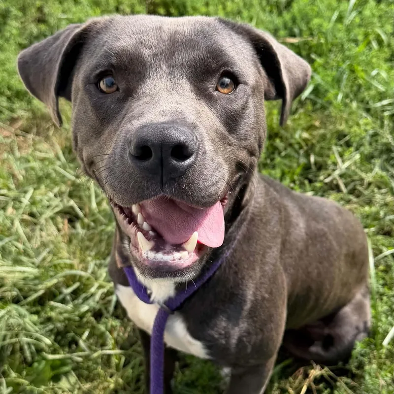 An adult medium-sized male Gray / Blue / Silver Pit Bull Terrier dog named Socks for adoption in Martinsville, IN