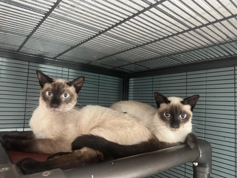A young medium-sized female Buff / Tan / Fawn Siamese cat named Latte & Mocha for adoption in Los Alamitos, CA