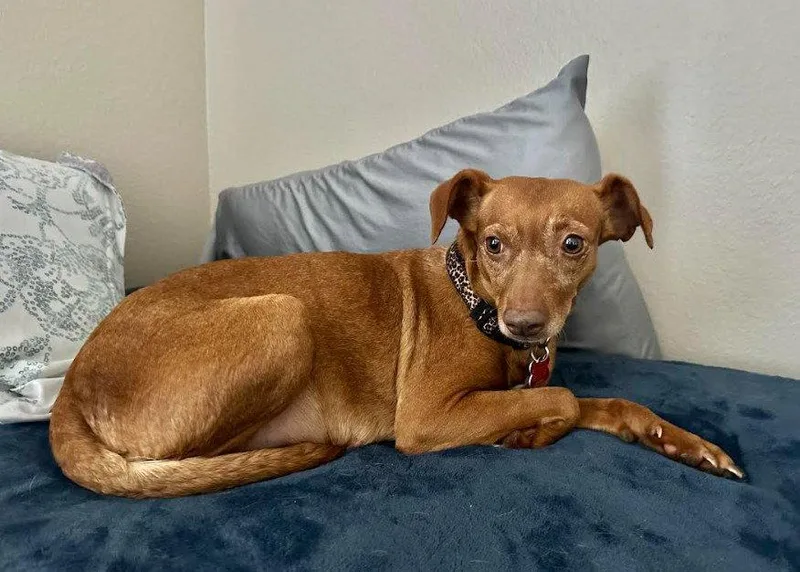 An adult small-sized female Beagle dog named Lila for adoption in San Diego, CA