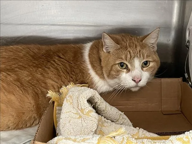 An adult extra large-sized male Domestic Short Hair cat named Mushie for adoption in Los Angeles, CA