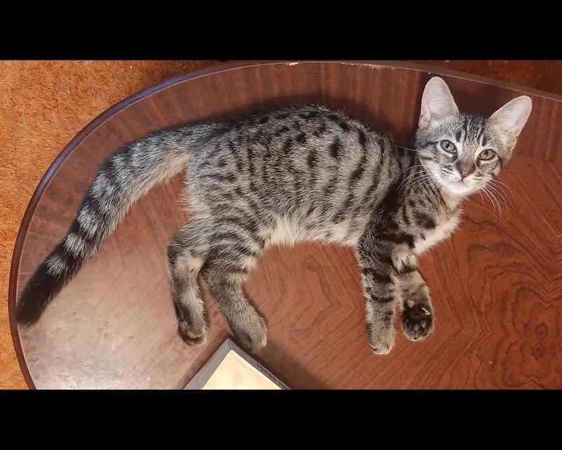 A baby medium-sized male Gray / Blue / Silver Tabby cat named Pauli for adoption in Redlands, CA