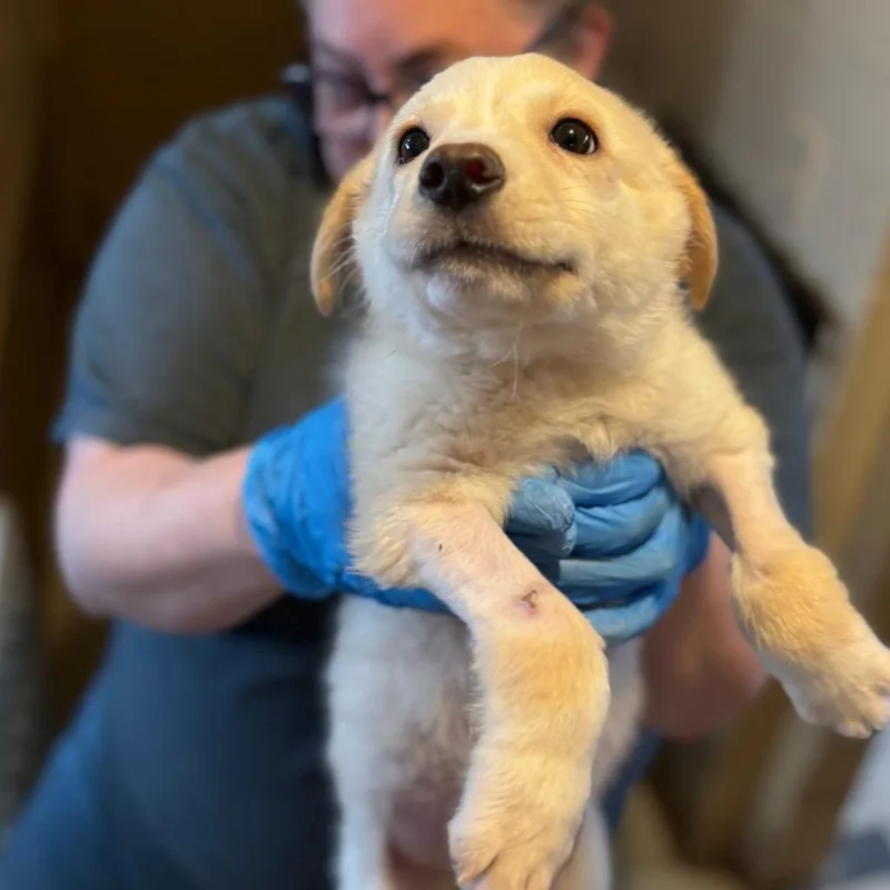 A baby small-sized female Yellow / Tan / Blond / Fawn Mixed Breed dog named Flopsy for adoption in Walden, NY