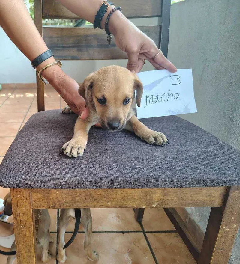 A baby small-sized male Brown / Chocolate Labrador Retriever dog named Kairo for adoption in Naranjito, PR