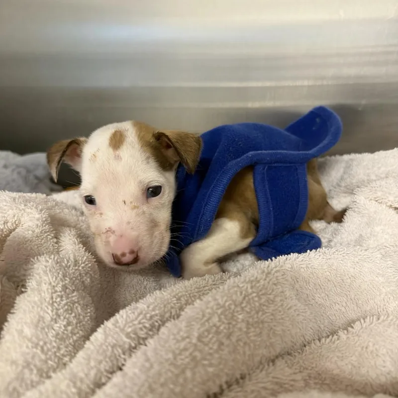 A baby small-sized female Pit Bull Terrier dog named Pee Wee for adoption in Austin, TX