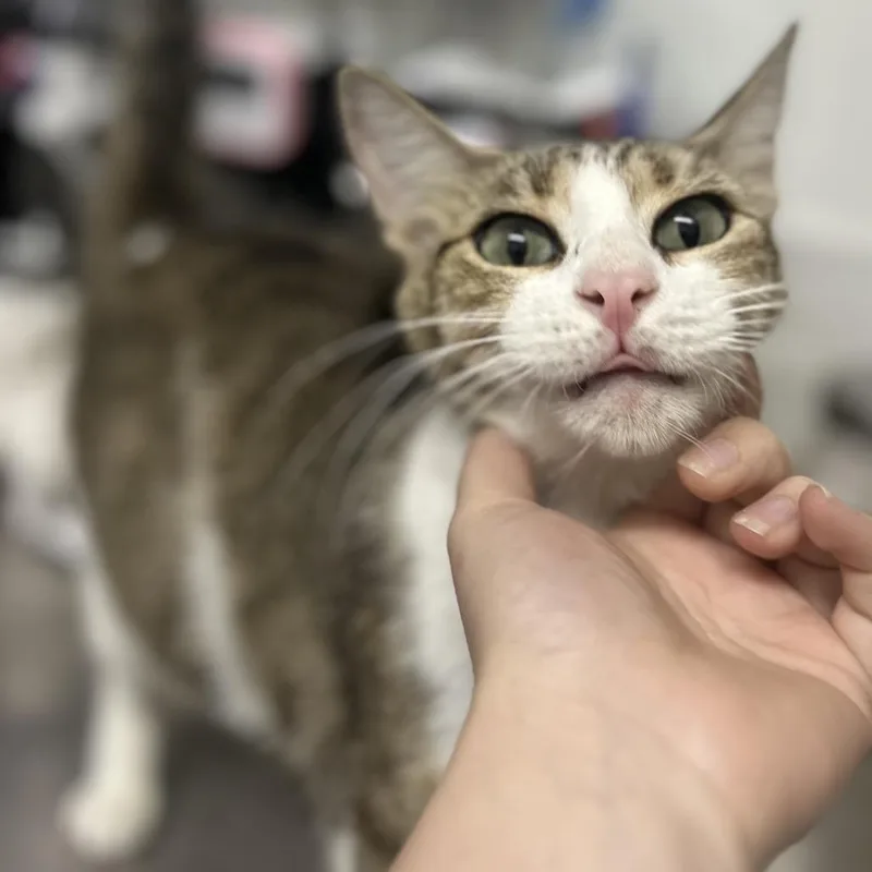 An adult medium-sized female Brown / Chocolate Domestic Short Hair cat named Scrabble for adoption in Point Richmond, CA