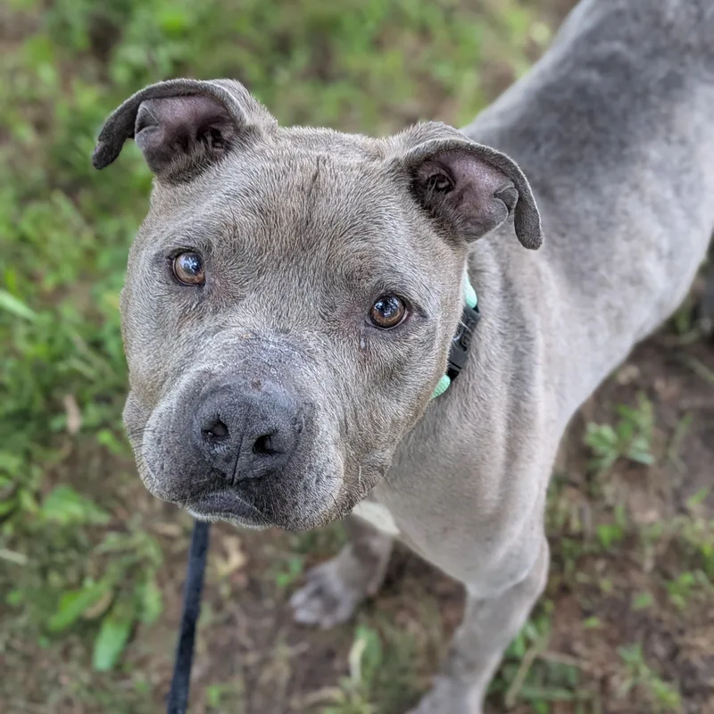 An adult medium-sized male Gray / Blue / Silver Terrier dog named Brooklyn for adoption in Syracuse, NY