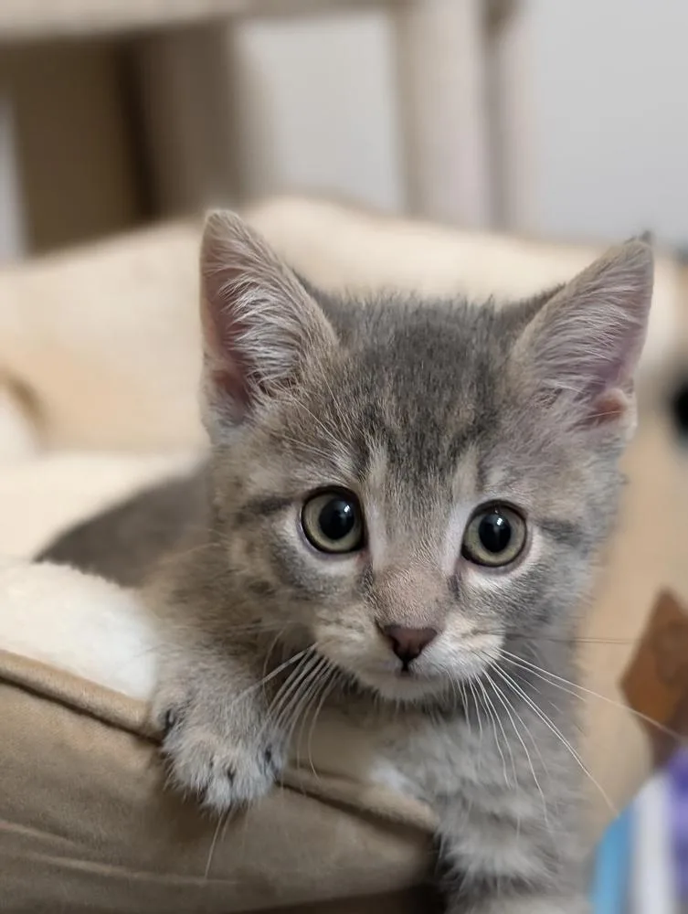A baby small-sized female Gray / Blue / Silver Domestic Short Hair cat named Mystique for adoption in Westfield, WI