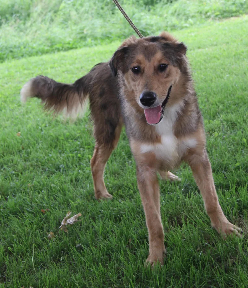 A young medium-sized male Yellow / Tan / Blond / Fawn Shepherd dog named Grizz for adoption in Marietta, OH