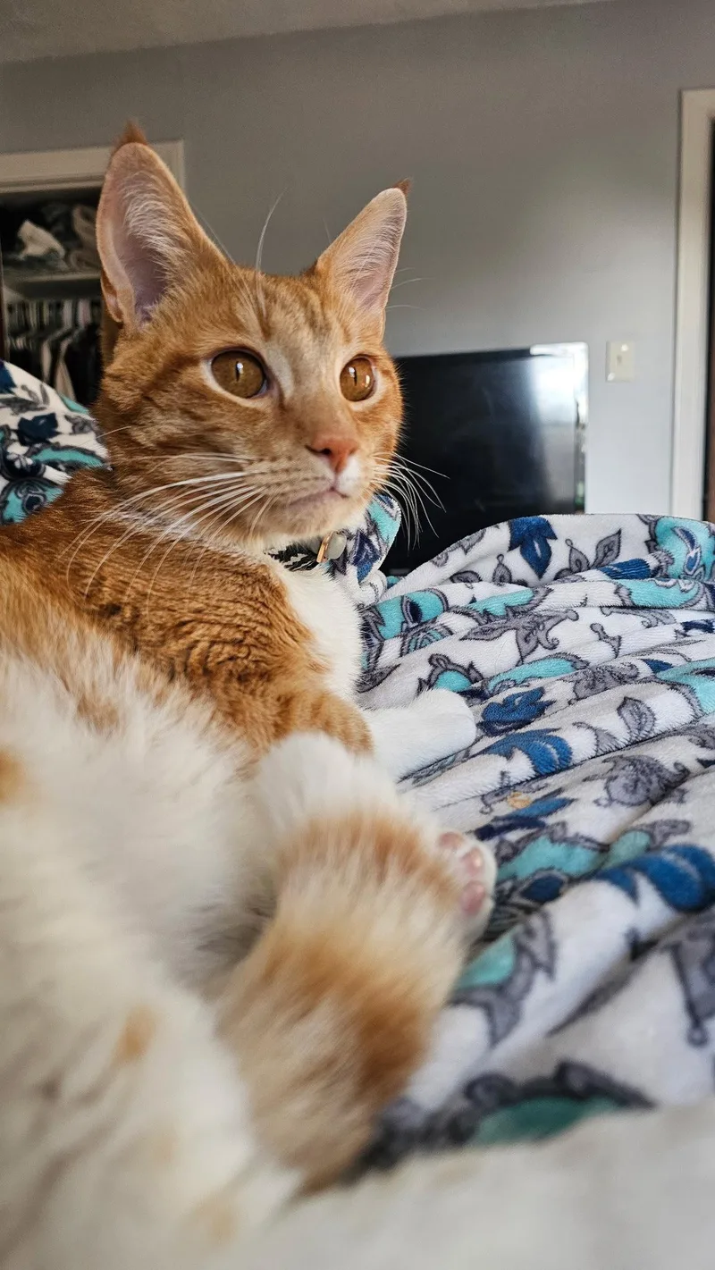 An adult medium-sized male Domestic Short Hair cat named Xzylo for adoption in Tonawanda, NY