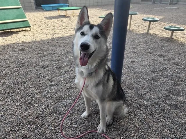 Koda