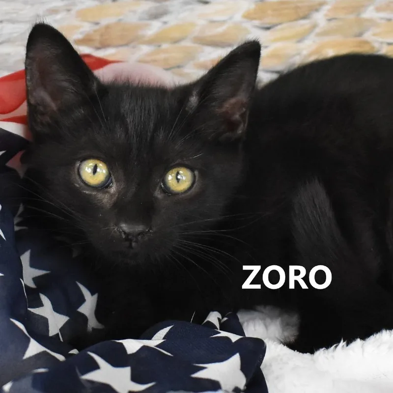 Zoro
