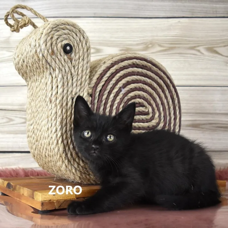 Zoro thumbnail 2