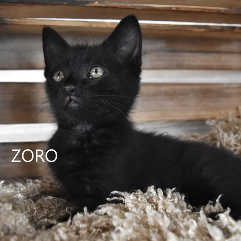 Zoro thumbnail 3