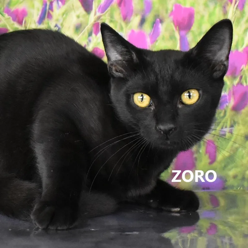 Zoro thumbnail 4