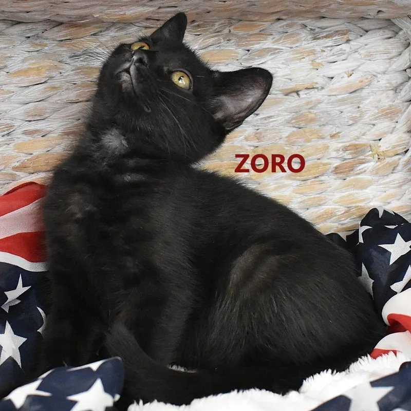 Zoro thumbnail 5